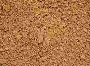 See The Herbal Powder